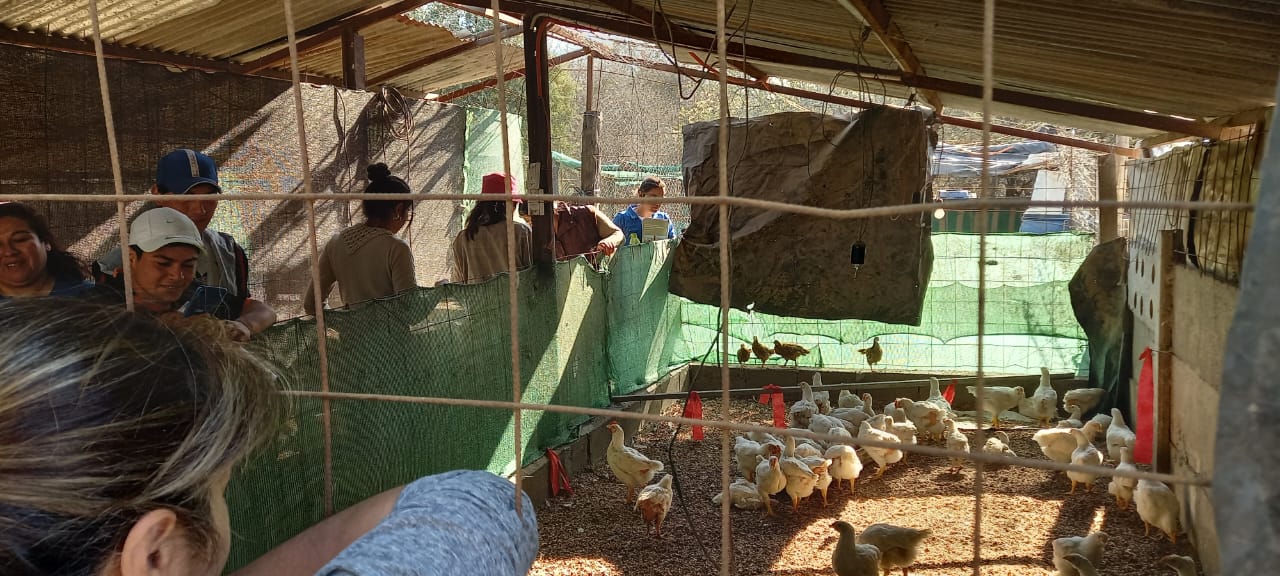 Proyecto  Visita a un criadero avicola familiar 